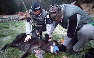 Un loup noir du Canada capturé par des agents de l'Office français de biodiversité le 5 novembre 2020 dans le Mercantour
