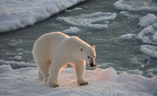 Un ours polaire sur la banquise.