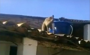 Capture d'écran de la vidéo de Jozivan Antero sur Youtube, postée le 11 février 2016.