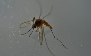Moustique porteur du virus Zika, le 7 mai 2016 à Mexico