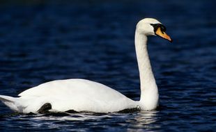 Illustration d'un cygne.
