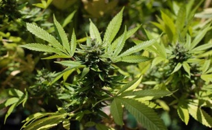 Une Française, une Indonésienne et trois Malaisiens, détenus en Malaisie pour avoir cultivé du cannabis, vont "très probablement" être accusés de trafic de drogue, a annoncé la police, et pourraient être condamnés à la peine capitale.