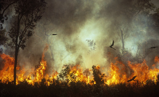 Illustration d'un feu de brousse en Australie.