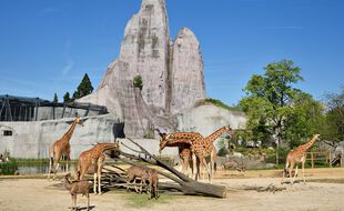 Le Grand Rocher du Zoo de Vincennes.