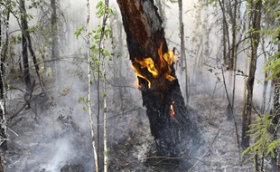 La Sibérie est touchée par d'importants incendies depuis plusieurs semaines.