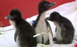 Deux nouvelles colonies de manchots empereurs, de 6.000 poussins au total, ont été observées en Antarctique à 250 km de la base française Dumont d'Urville, multipliant par trois le nombre de manchots recensés dans cette partie du continent, ont indiqué jeudi des chercheurs français.