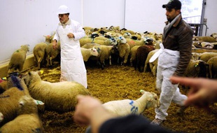 Un musulman choisit un mouton dans un élevage, à l'occasion de l'Aïd-el-Kébir, le 8 décembre 2008 à Bourg-en-Bresse.