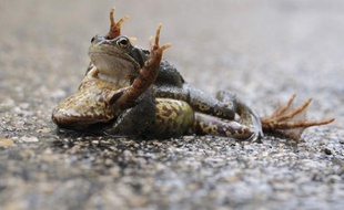 Des grenouilles s'accouplent à Mijoux, France, le 19 mars 2011.
