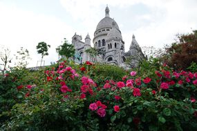 Roses du jardin de la butte Montmartre (avril 2020).