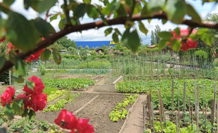 Des jardins familiaux dans le quartier de Cronenbourg, à Strasbourg.