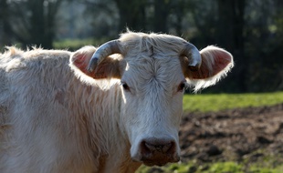 Une vache dans son pâturage. Illustration.