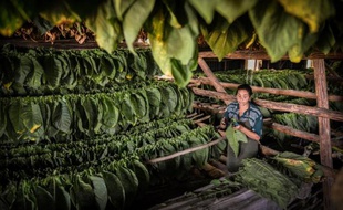 A l'extrême nord-est de Cuba, se niche une mine d'or: la région de "Vuelta Abajo", où une terre argileuse, un climat humide et un savoir-faire ancestral se conjuguent pour produire les cigares les plus réputés du monde, une entreprise lucrative qui rapporte chaque année plusieurs centaines de millions de dollars.