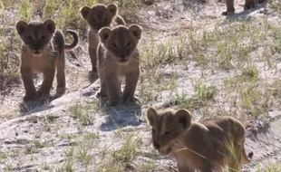 Ces lionceaux sont les petits-enfants de Cecil