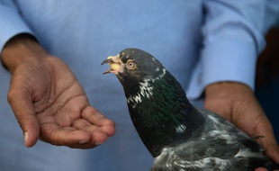 Un homme nourrit un pigeon / Photo d'illustratio