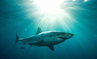Un des secrets permettant au requin d'être un formidable prédateur réside dans sa capacité à nager vite et à changer de cap sans ralentir, des manoeuvres permises par sa peau contrôlant le flux de la circulation de l'eau sur son corps, selon une étude présentée mardi.