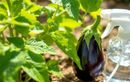 En juillet, la solution naturelle et rapide pour sauver vos poivrons et aubergines des pucerons et booster vos récoltes