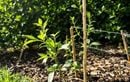 Protégez vos jeunes plantes et arbustes du vent cet été : le geste à connaître avant septembre pour un jardin résistant et harmonieux