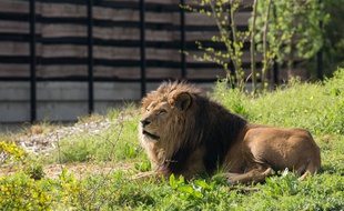 Néro, le lion du zoo de Vincennes, en 2014.