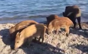 Des sangliers sur la plage, à Cerbère.