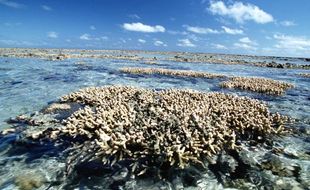La Grande barrière de corail, en Australie.