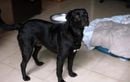 Premiers signes des chaleurs chez la chienne : comment les détecter et réagir pour l’accompagner au mieux ?