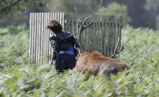 Une femme se fait attaquer par un cerf en rut dans Bushy Park, près de Londres, le 27 septembre 2011.