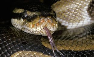 Illustration python royal