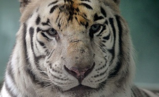 Un tigre est mort pendant le voyage. (Illustration)