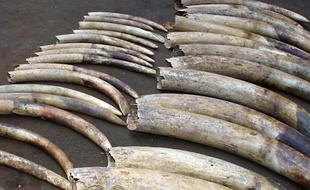 L'ONG Robin des Bois a salué lundi le "changement de doctrine" de la France concernant ses stocks d'ivoire issus de saisies, le gouvernement s'apprêtant à détruire plusieurs tonnes de ce produit dont le commerce est interdit.