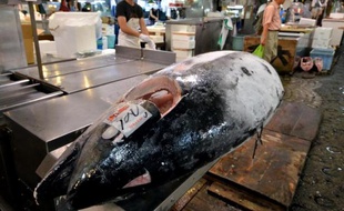 La fondation américaine Pew Charitable Trusts a appelé lundi à ne pas toucher aux quotas sur la pêche au thon rouge lors de la réunion, la semaine prochaine au Cap, de la Commission internationale pour la conservation des thonidés de l'Atlantique (CICTA).