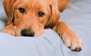 Un chiot labrador. Illustration