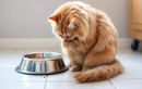 Léchage compulsif après les repas : le signe que votre chat essaie de vous alerter ?