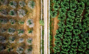 En Italie, un million d'arbres ont été touchés. A gauche, une espèce infectée, à droite, une autre qui ne l'est pas. (archives)
