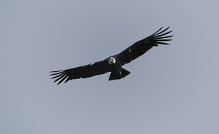 Un condor des Andes (illustration).
