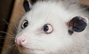 Heidi, un oppossum atteint de strabisme au zoo de Leipzig, Allemagne, le 14 décembre 2010.