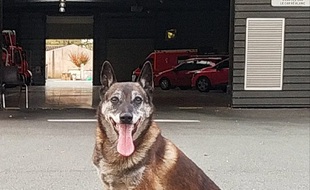 Le berger belge malinois est porté disparu depuis le 14 janvier.