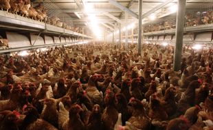 Illustration d'un élevage de poulets.