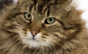 Illustration d'un chat angora.