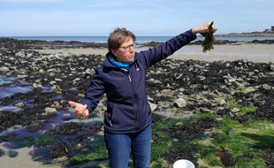 Régine Quéva organise régulièrement des sorties à la découverte des algues, comme ici sur la plage de Bon-Secours à Saint-Malo.