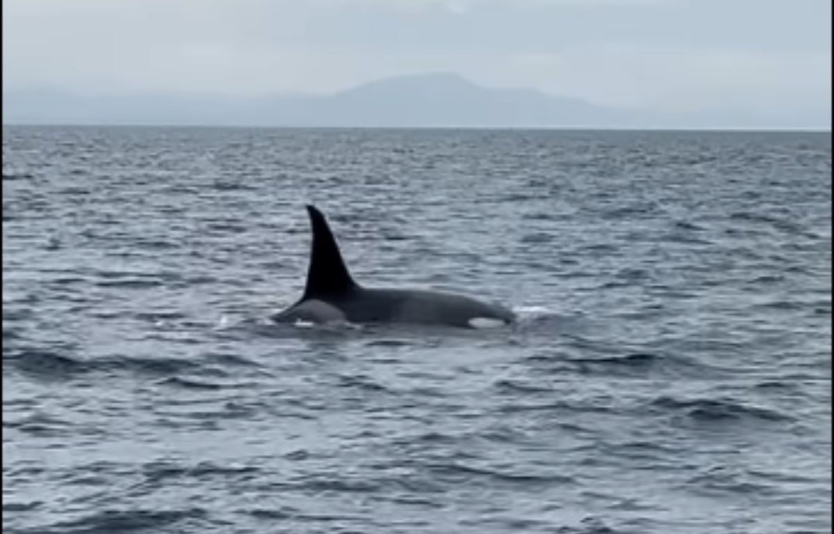 Landes : Parti à la pêche au thon, il tombe sur deux orques au large de Seignosse image