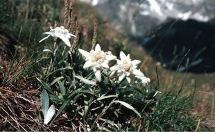 L'edelweiss est la star des actifs de l'extrême.