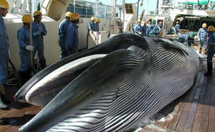Un rorqual de Bryde sur le pont d'un navire japonais de recherche dans le Pacifique nord, le 18 avril 2014