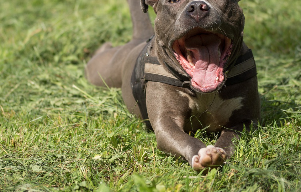 Faits divers une femme tue un chien qui venait d
