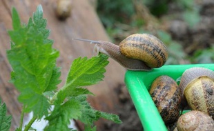 Une petite entreprise de cosmétiques de La Rochelle, Jeanne M., qui mise sur les vertus de la bave d'escargot, a déposé plainte contre Caudalie pour une publicité qui, selon elle, tourne en dérision ses produits
