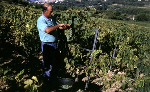 En 2017, ils sont 923 viticulteurs à produire du vin bio en PACA.