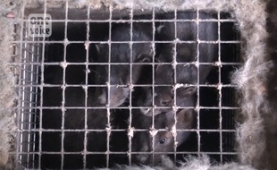 L'association de défense des animaux One Voice dénonce les conditions d'élevage des visons
