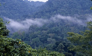 Une forêt en Ouganda.