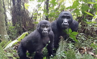 En Ouganda, une femelle gorille et son petit se ballade dans ce parc national, le 5 mars 2018.