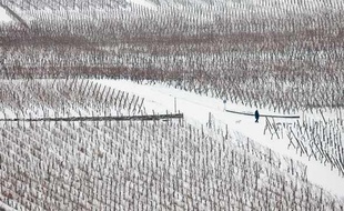 Une femme promène son chien dans le vignoble de Kaysersberg, (est de la France), le 9 janvier 2010.