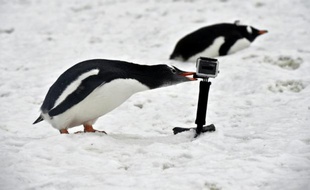 Un pingouin mord une mini-caméra GoPro en Antartique à hauteur du Cap Horn, le 5 mars 2016